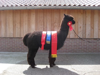 Alpaca Brammelo